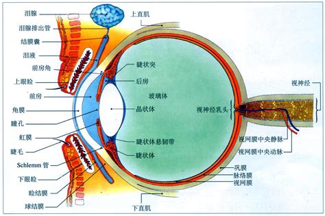 人眼睛|眼部结构与功能